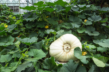 giant pumpkinの写真素材