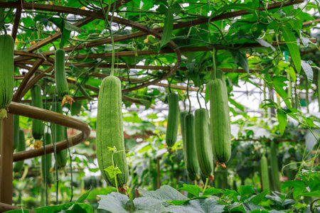 Towel gourd