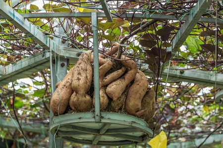Soilless cultivation of sweet potatoのeditorial素材