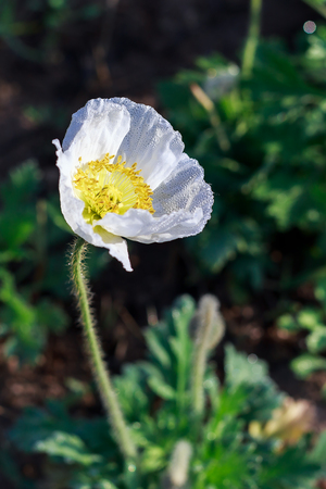 corn poppyの写真素材