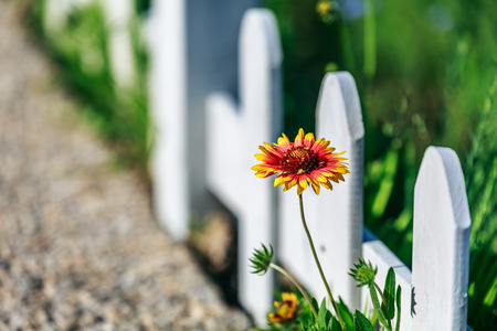 flower at roadsideの写真素材