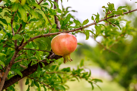 pomegranateの写真素材