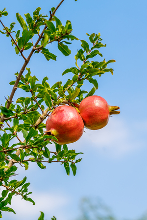 pomegranateの写真素材