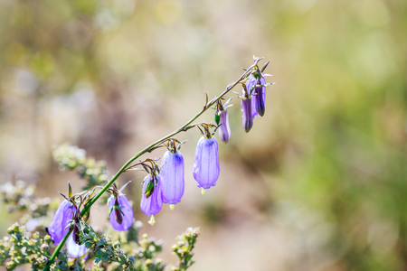Blue purple wildflowerの写真素材