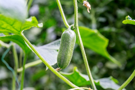 Cucumber plantingの写真素材