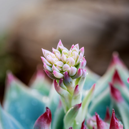 Succulent flower closeupの写真素材