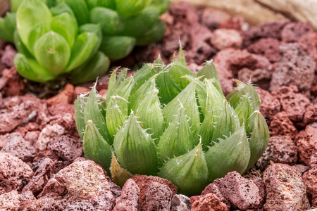 Succulent plantの写真素材