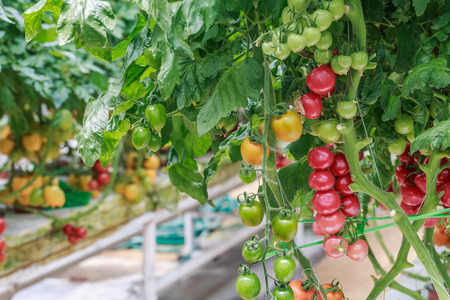 Small tomatoes growing on branchの写真素材
