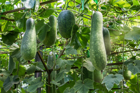 Winter melon growing under scaffoldingの写真素材