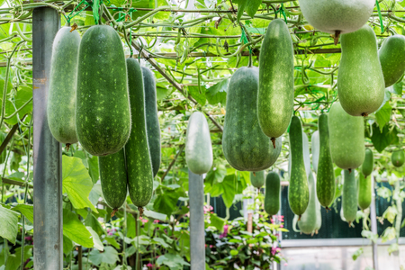 Winter melon growing under scaffoldingの写真素材