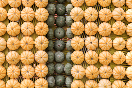 Rows of Pumpkinsの写真素材