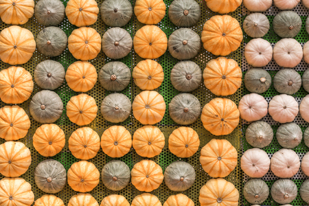 Rows of Pumpkinsの写真素材