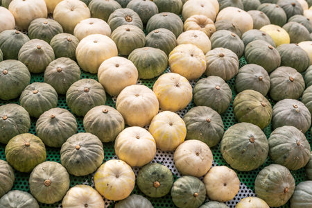 Pumpkins are neatly placed