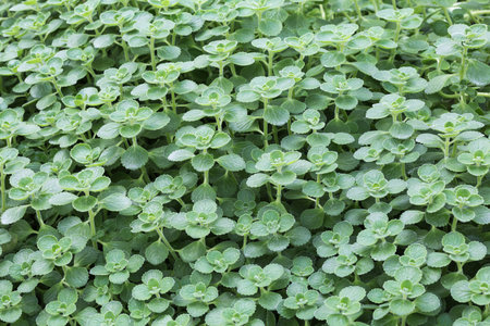 green herb plant