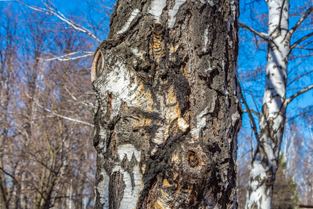 The old white birch gives juice in the early spring against the blue skyの写真素材