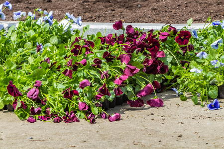 A beautiful seedlings of blue and burgundy violet flowers are in a palletの写真素材