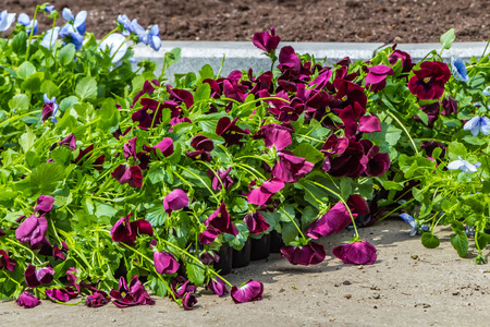 A beautiful seedlings of blue and burgundy violet flowers are in a palletの写真素材