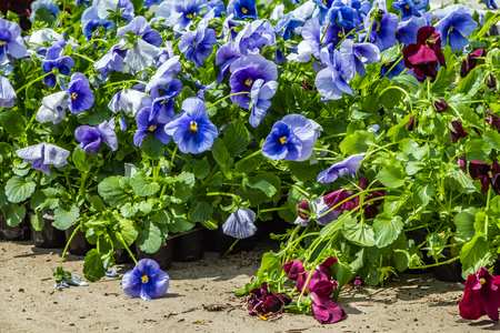 A beautiful seedlings of blue and burgundy violet flowers are in a palletの写真素材