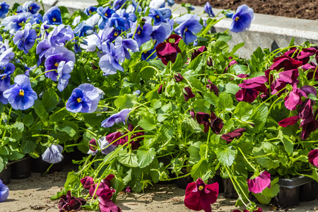 A beautiful seedlings of blue and burgundy violet flowers are in a palletの写真素材