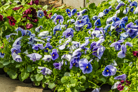 A beautiful seedlings of blue and burgundy violet flowers are in a palletの写真素材