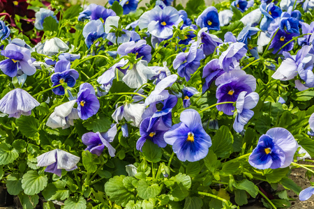 A beautiful seedlings of blue and burgundy violet flowers are in a palletの写真素材