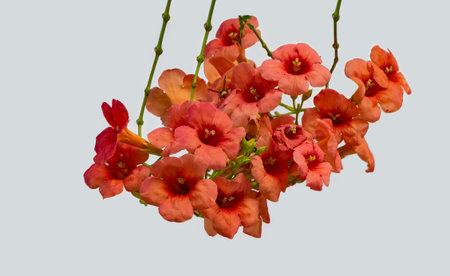 A bunch of bright red hibiscus flowers with green burgeons and a bee is on a white background