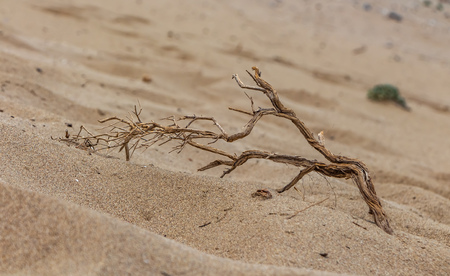 A beautiful yellow dried old curve snag tree branch is on the yellow sand duneの写真素材