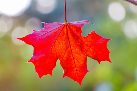 A red carved with holes maple leaf on blurred background is in a park in autumn