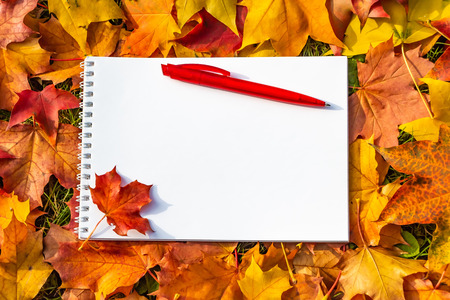 A white paper notepad with a white spring with a red ball-point pen lies on a bright yellow green and red carved maple leaves background and has an autumn theme with a red maple leaf.の写真素材