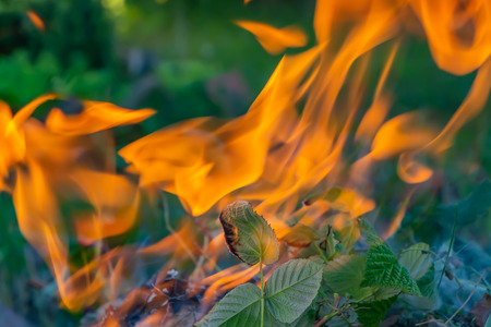 A beautiful horizontal texture of a burning fire on a blurred blue and green plants background with sparks is in the photoの写真素材
