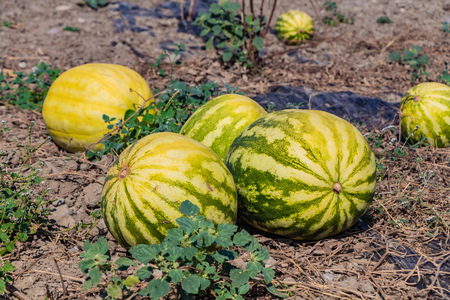 A group of ripe watermelons of green striped and yellow lie on a melon on a brown soil with brown sprouts and green leavesの写真素材