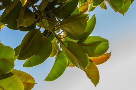 The beautiful big ficus plant with large fresh young green and red leaves is on a blue sky backgroundの写真素材