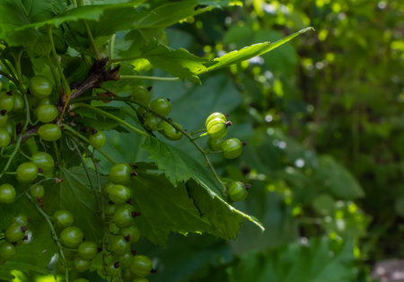 A fine green photo of green branch with green young fresh gooseberry leaves with green berries on a...