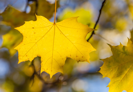 A bright yellow maple carved leaf on a blurred background is in a park in autumnの写真素材