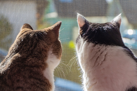The rear view of two adult young cats black and white and tabby are sitting together on a windowsill and looking through the grid on the window to the street.の写真素材