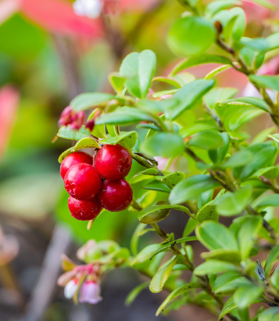A bunch of bright red ripe cowberries with green leaves is on a blurred backgroundの写真素材