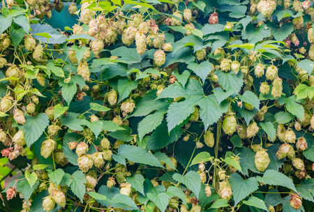 Hops plants Humulus lupulus with green and yellow and brown cones and green leaves are in a park in...
