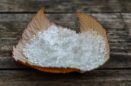 An autumn wet orange raspberry leaf with white snow and ice is on a wet old gray wooden surfaceの写真素材