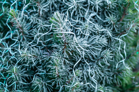 A small green fir tree with white frost and white of frost Christmas decorations is on a blurred...