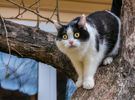 A beautiful adult young black-white cat with big yellow eyes and pink velvet wet nose scrambles on a tree in the garden in autumnの写真素材