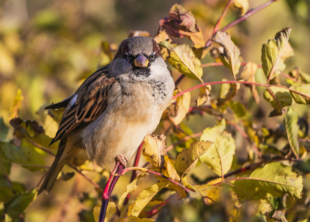 A fun gray and brown sparrow sits on a branch in the park in autumn and looks at the camera on a blurred yellow backgroundの写真素材