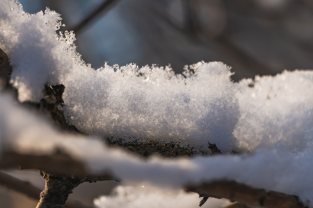 The branches of bushes with snow are in a park in winterの写真素材