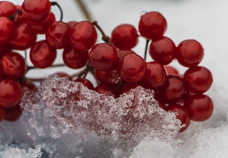 A bunch of bright red ripe viburnum berries with white snow and ice is in a park in winterの写真素材
