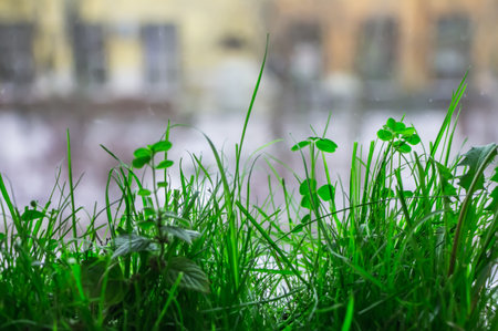 A piece of summer is on a winter window. Green grass for cats grows on the windowsill in winter on a...