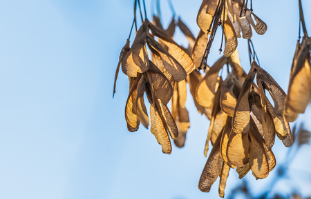 The bunchs of maple seeds are on the blue sky background in a park in autumnの写真素材