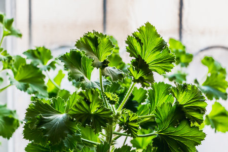 A fresh green plant geranium with beautiful leaves is on the windowsill on a light background