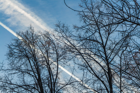The photo of a group of crisp and blurred white traces of airplanes in a blue sky with dark silhouettes of branches of apple trees without leaves with red apples in autumn.の写真素材