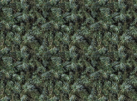 A seamless pattern texture of twigs of a fir-tree with blue and green spruce needles and brown buds...