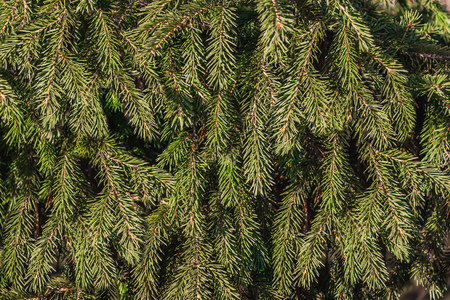 The texture of brown twigs of a fir-tree with green spruce needles is in a parkの写真素材