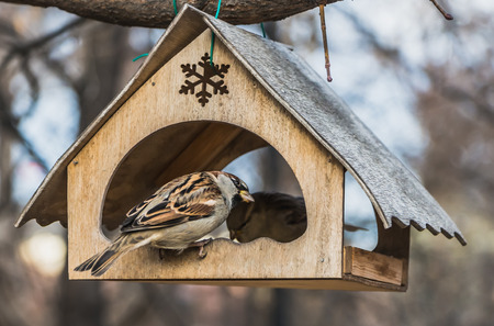 A pair of gray and brown sparrows eats in an old yellow bird and squirrel feeder house from plywood in the park in autumnの写真素材